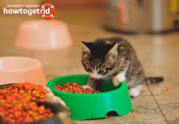 Чем кормить котенка: полезные советы